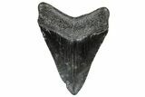Serrated, Fossil Megalodon Tooth - South Carolina #328753-1